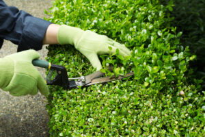 Top-Notch Hedge Trimming Services: Transforming Your Outdoor Space
