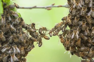 Expert Guidance on Bee Removal and Hive Management