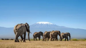 From Maasai Mara to Amboseli: Unforgettable Safari Experiences in Kenya