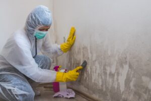 Prepare your Home for Mold Removal: Certified Mold Removal Company