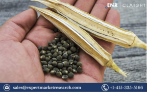 Exploring Growth Trends and Opportunities in the Global Okra Seed Market: A Comprehensive Market Analysis