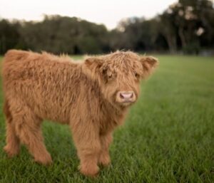 Miniature Highland Cattle for sale at Miniaturecattleguy.com